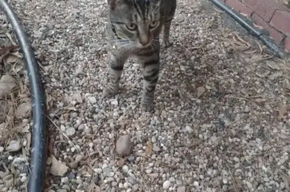 Lost cat, Forest Drive, Sandton, Riverlea - male gray tabby with a crooked tail - photo