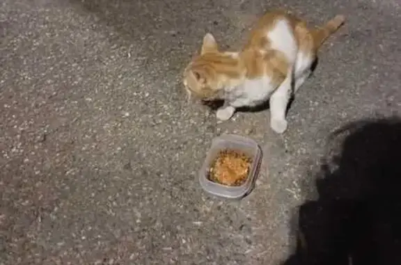 Chat trouvé Lyon, photo: Chat trouvé mâle, Esplanade Agnès Varda, 2, Villeurbanne, Lyon - blanc et roux