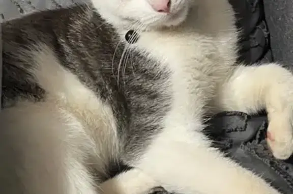 Missing cat Berea, photo: Lost cat, Berriedale Road, Berea, Durban - male, grey and white 8 month old kitten