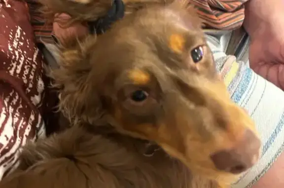 Lost dog, South Weissman Drive, Vail - brown with a fish collar - photo