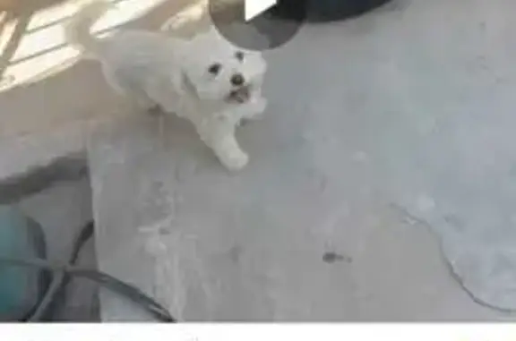 Lost dog, Alameda Avenue, 7310, El Paso - friendly, no collar - photo
