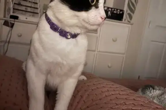 Lost cat, West Columbia Avenue, 18, Philadelphia - male - purple collar - photo