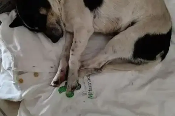 Búsqueda de mascotas, foto: Perro encontrado macho, Carretera Federal México-Texcoco, 27, Chicoloapan de Juárez, Mexico City - talla pequeña y pata delantera izquierda lastimada
