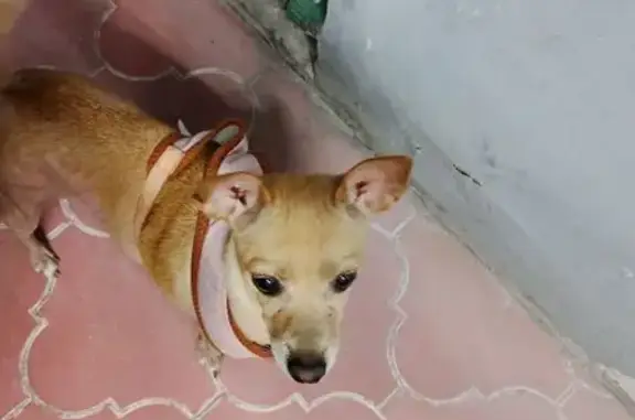 Encontrado perro hembra, Calle...