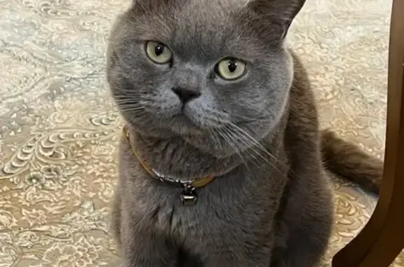 Lost cat, Church Lane, 113, Dollis Hill - male, British short hair - photo