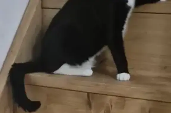 Chat perdu, Rue du Mans, 30, La Guierche, La Bazoge — femelle, noire avec chaussettes blanches et ventre blanc - photo