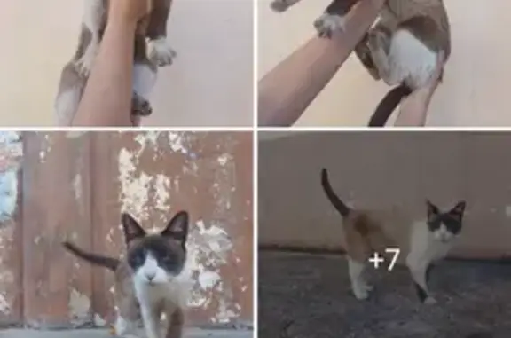 Perdido gato fêmea, Rua Emílio Fuzer, 21 — idosa, olho azul, atende por Samanta - photo