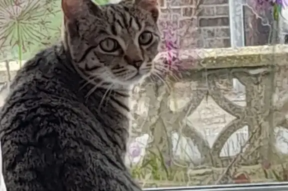 Lost cat, Lacon Road, Caister-...