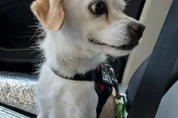 Perdido perro masculino, Carrer de Capdepera, 15, Campos, Llucmajor - tamaño pequeño, orejas marrones - photo