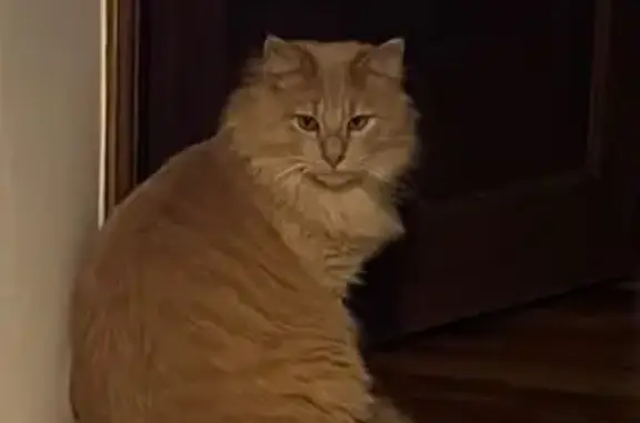 Chat perdu, La Courneuve, photo: Chat perdu mâle, Rue de la Sarra, 17, Oullins-Pierre-Bénite, La Courneuve - roux tabby