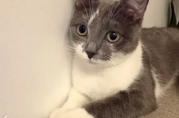 Perdu chat femelle, Impasse des Moissons, 115, Montivilliers, Fécamp - petit trait de poils blanc sur le visage - photo