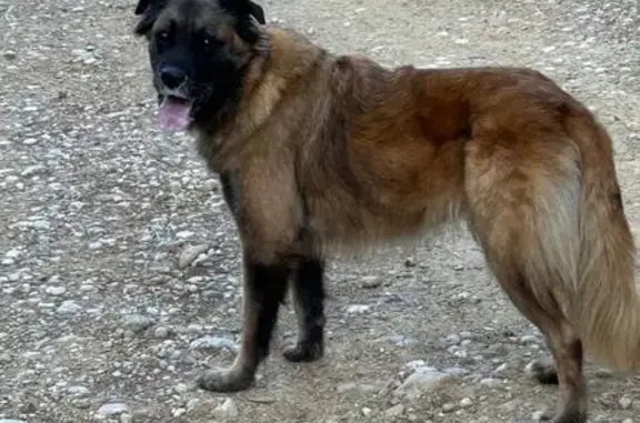 Perdido perro hembra, Fonz, Aragón, Terrassa - pelaje marrón claro y cara más oscura - photo