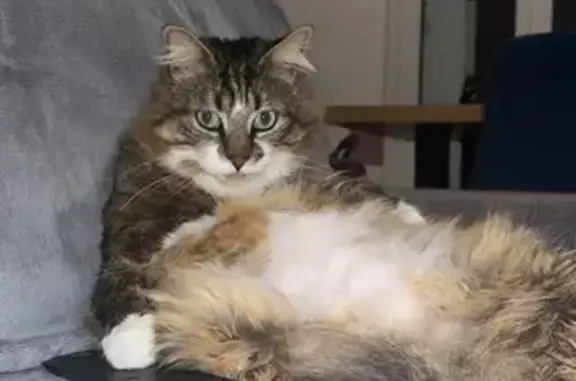 Chat perdu mâle, Allée Madeleine Massonneau, 15, Saint-Nazaire - tache blanche sur le front - photo