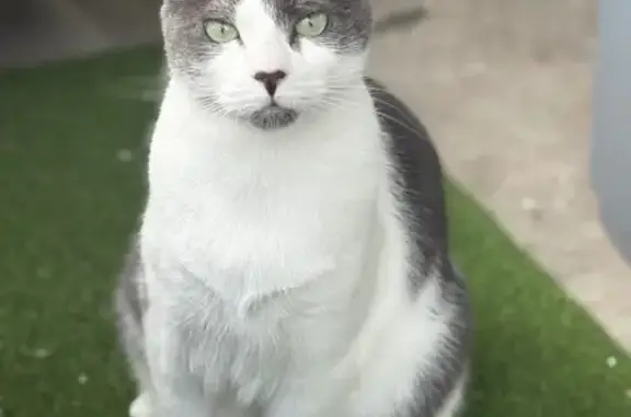 Chat perdu mâle, Rue des Plovines, 101, Lille - gris et blanc - photo