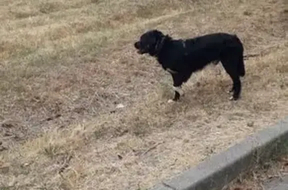 Chien trouvé Montpellier, photo: Chien trouvé, Les Condamines, Pignan, Montpellier - avec harnais noir