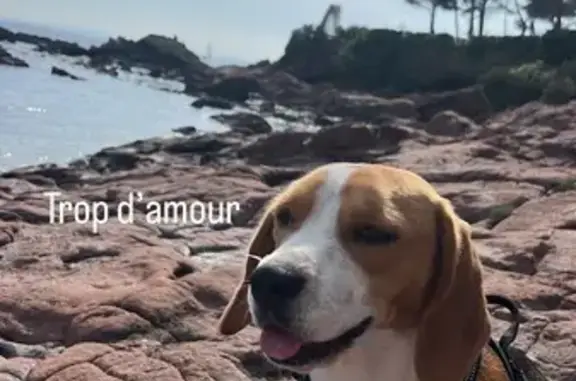 Perdu chien femelle, Allée du Val Fleuri, 55, Saint-Raphaël - petite beagle tricolore - photo