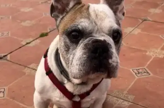 Perdido perro macho, F4Q5+Q2 Lavares, Llanera, Aviles - bulldog francés blanco y sordo de nacimiento - photo