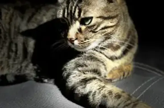 Perdido gato masculino, Villarejo de Salvanés, Comunidad de Madrid, Arganda - con un colmillito que sobresale y dos rajitas en la oreja - photo