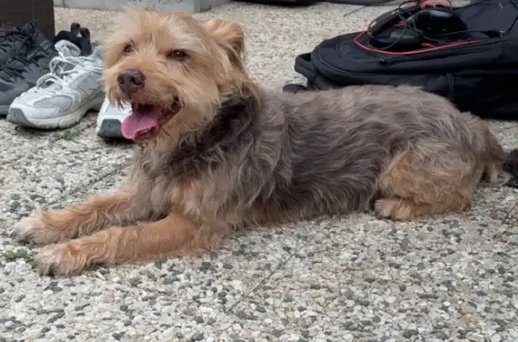 Chien trouvé mâle très gentil sans collier