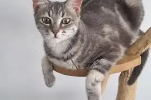 Chat perdu, Saint-Étienne-de-Montluc, photo: Chat perdu, Allée des Seringas, Saint-Étienne-de-Montluc - chatte grise européenne