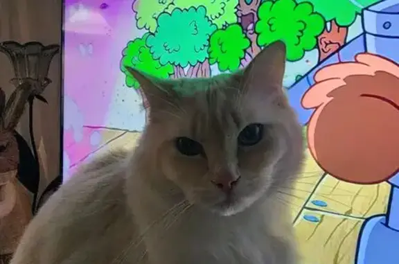 Lost cat, Karrin Court, 6, Geelong - male ragdoll with ginger in his coat - photo