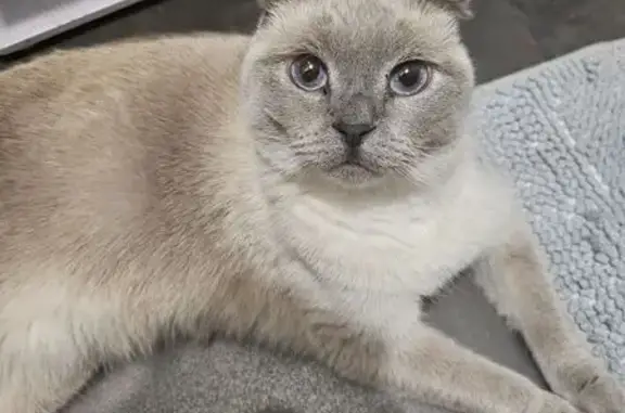 Perdu chat mâle, Rue Georges Quiquere, Gennevilliers, Argenteuil - oreilles repliées, yeux bleus - photo