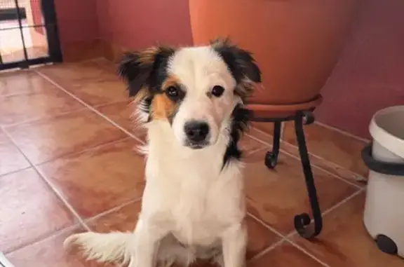 Perro perdido, Autovía del Mediterráneo, Elche - macho mestizo de altura media - photo
