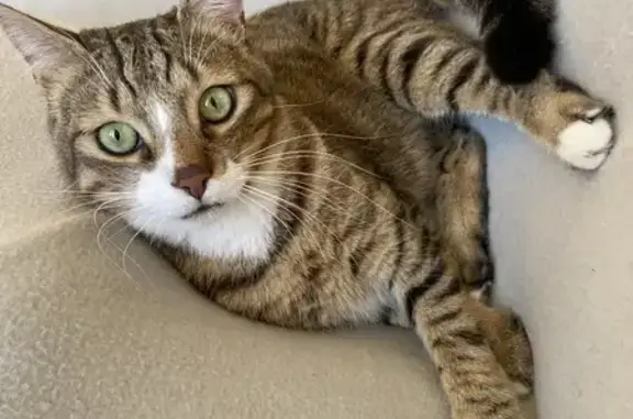 Chat perdu, mâle, Deux Rivières, Paris - très craintif - photo