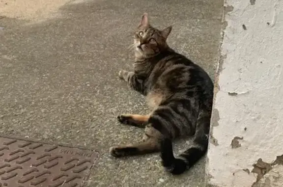 Perdido gato macho, Calle Nardo, 7, Huesca - photo