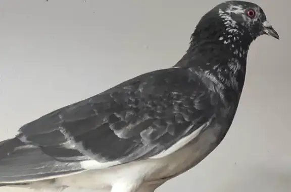 Animaux perdus Bagnolet, photo: Perdue oiseau mâle, Rue de la Fraternité, Bagnolet — plumage noir et blanc moucheté