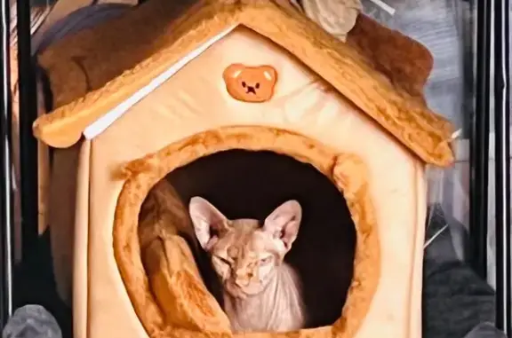 Chat perdu mâle, Route de Toulouse, Montaut, Beaumont-sur-Lèze - joueur et très sociable - photo