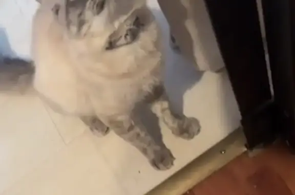 Mon chat VERSACE de couleurs blanc et gris s'est enfui hier matin, il a été aperçu hier vers 10h mais reste introuvable à ce jour