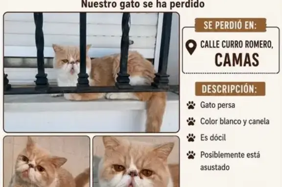Gato perdido, Calle Curro Romero, Camas, Puerto Real — persa exótico, blanco y canela, ojos marrones - photo
