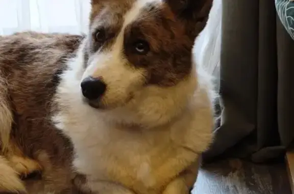 Perdido perro hembra, Avinguda de Béjar, 242, Terrassa — corgi merle con un ojo de medio color - photo