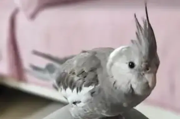 Lost and found pets Orlando, photo: Lost bird, Sand Pebble Way, Orlando - friendly 6-month-old cockatiel