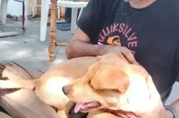 Chien perdu mâle, Rue Général Reynès, 2, Bouzigues - beige/roux, yeux bleus - photo