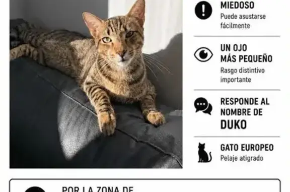 Gatos perdidos, Terrassa, foto: Perdido gato macho, Carrer de Sant Gaietà, Tarrasa, Terrassa - asustadizo