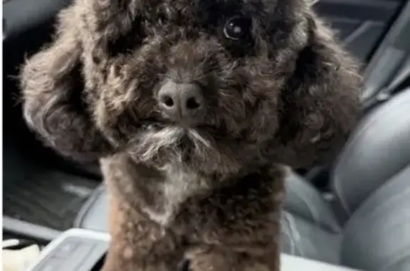 Lost dog, Chicago, Illinois - curly black coat, white chest patch, red harness - photo