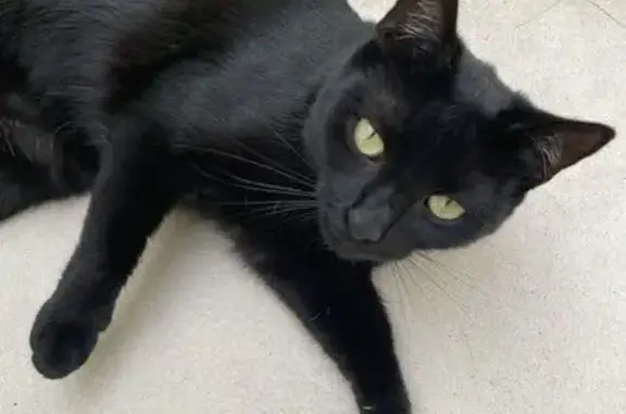 Perdu chat femelle, Rue Quintin, Bordeaux, Istres - petite chatte noire - photo