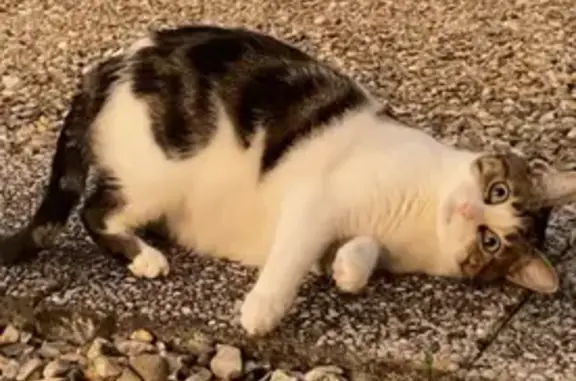 Chat perdu mâle, avenue du maréchal de Lattre de Tassigny, Boulogne-Billancourt - tacheté noir, blanc et marron - photo