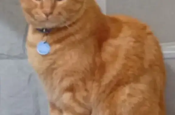 Perdido gato macho, Rua Ernesto Augusto Cleto, 297 - idoso, grande, laranja, olhos verdes - photo
