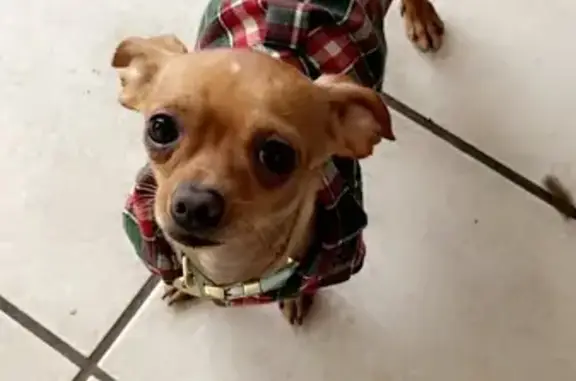 Lost dog, North San Horacio Avenue, 655, San Antonio - male Chihuahua, friendly when called - photo