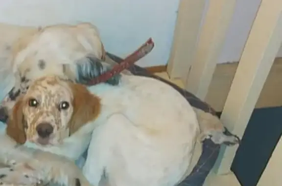 Chien perdu femelle, Bizonnes, Paris - chienne setter lemon, pucée, craintive - photo
