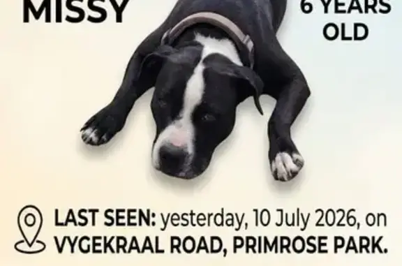Lost dog, Vygekraal Road, 154, Lansdowne - female, black and white with a white patch on her nose and between her eyes - photo