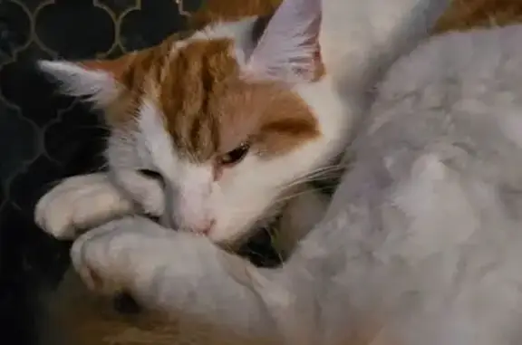 Lost cat, Ronksley Road, Edinburgh — nervous around people, fluffy - photo