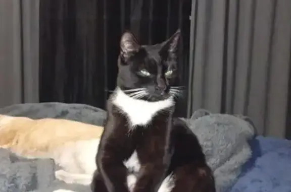 Lost cat, Johannesburg, Gauteng - male, black and white - photo