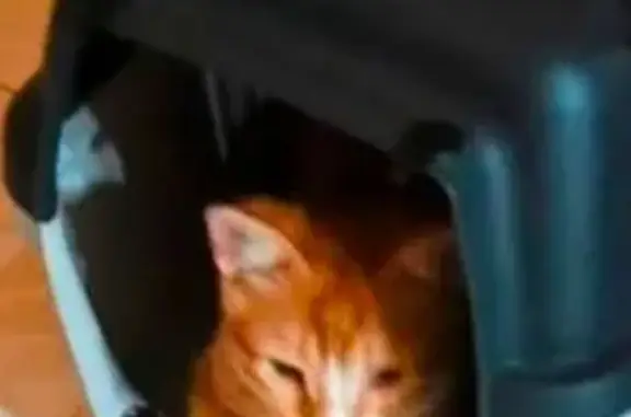 Perdido gato, Avenida Eduardo Dato, 69, Sevilla - naranja, 4 meses - photo