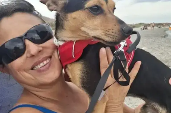 Perdido perro macho, Carrer Argentina, 51, Guardamar del Segura, Torrevieja - macho sin castrar - photo