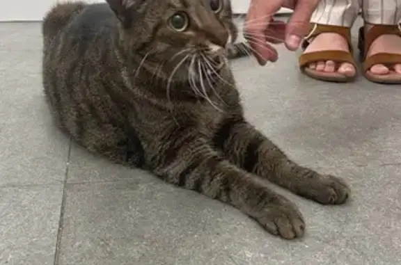 Gato encontrado Montcada i Reixac, foto: Encontrado gato macho, Carrer Marià Fortuny, 10, Montcada i Reixac - castrado, atigrado