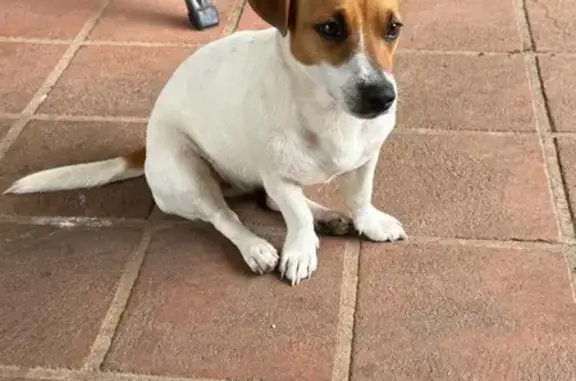 Missing dog Liverpool, photo: Lost dog, Cowpasture Road, 27, Camden, Liverpool - female